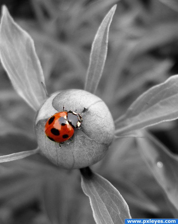 Ladybug